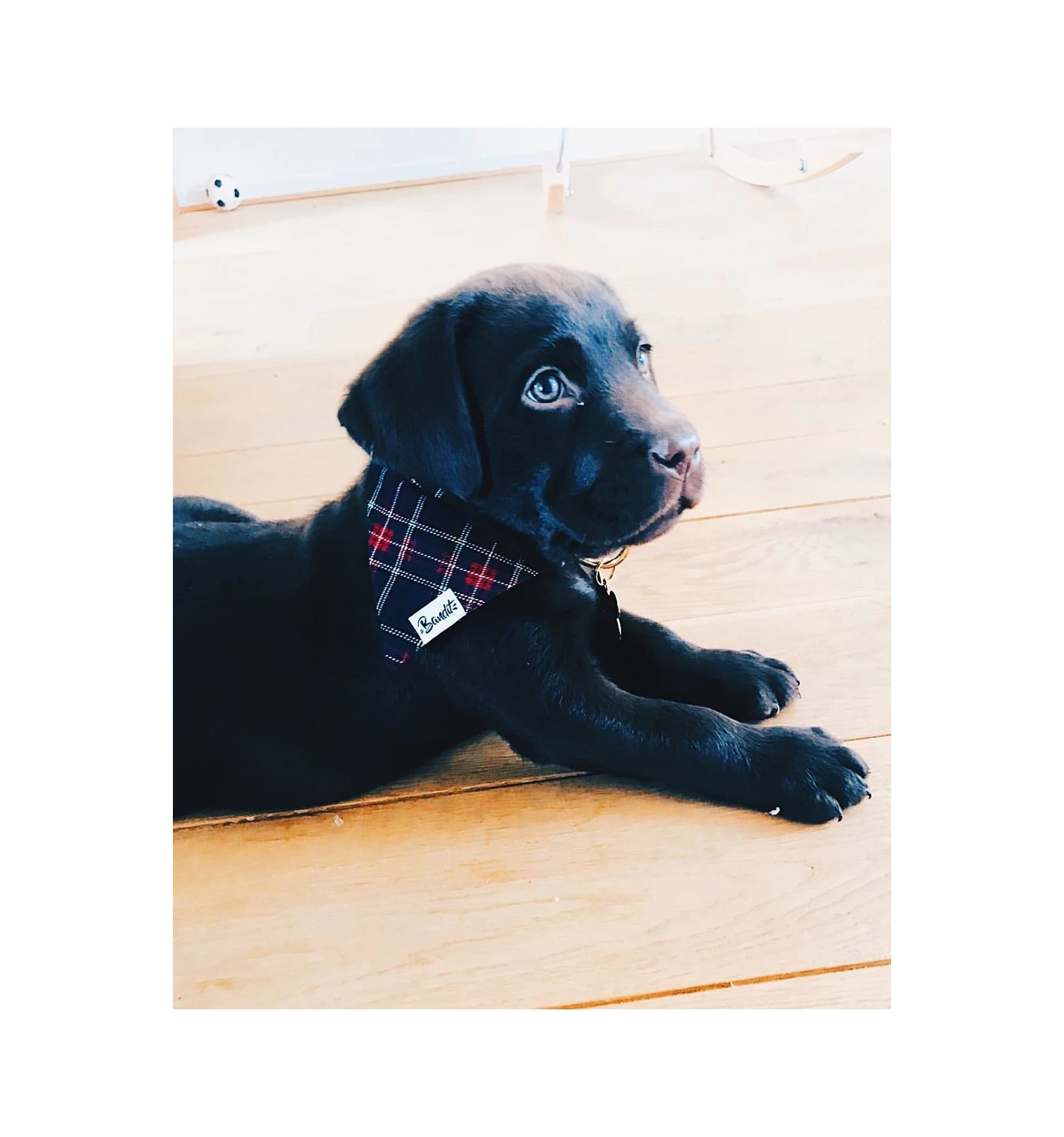 French Bandit Bandana OH MY LORD â Image 2