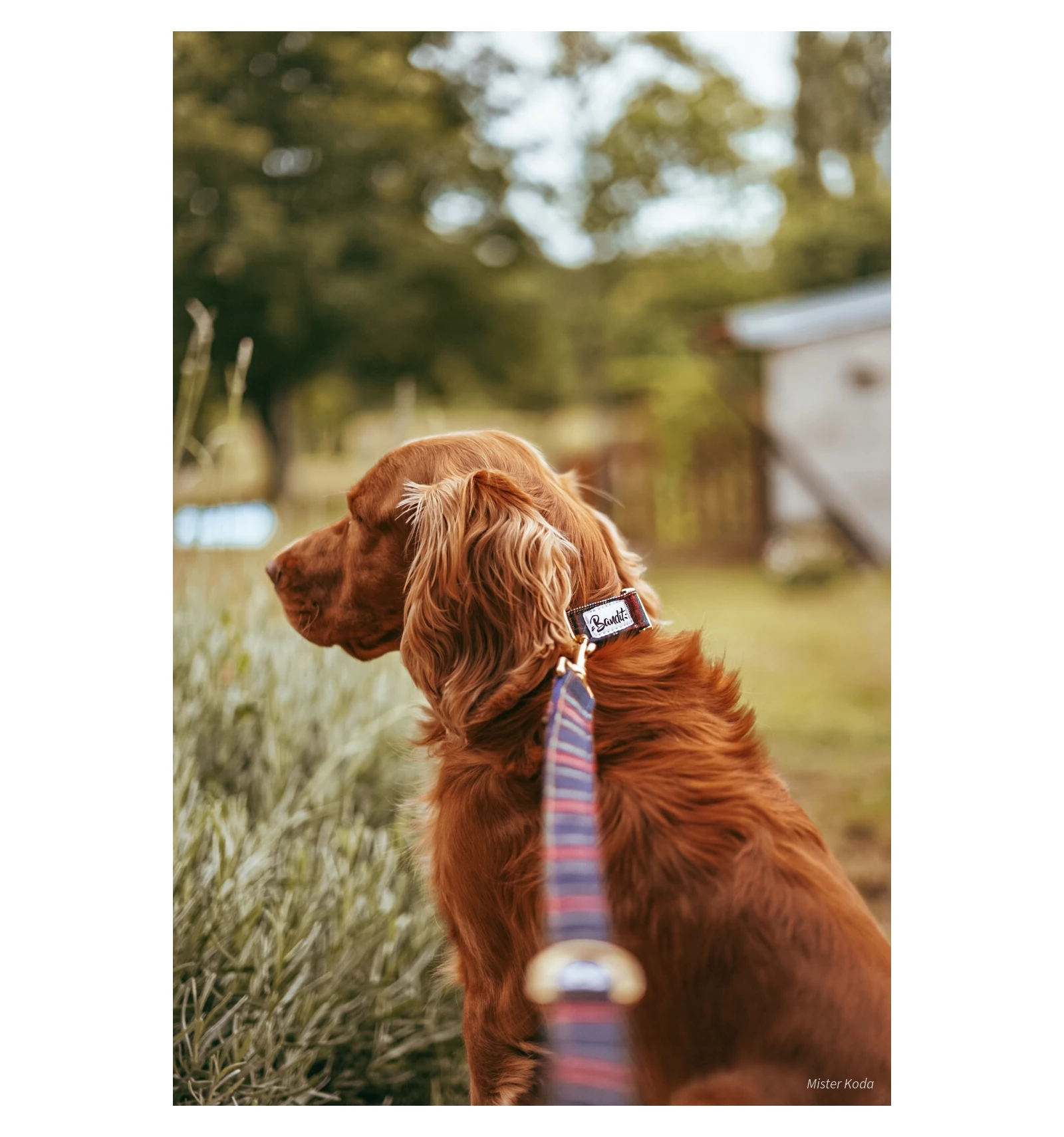 French Bandit Laisse OH MY LORD – Image 2