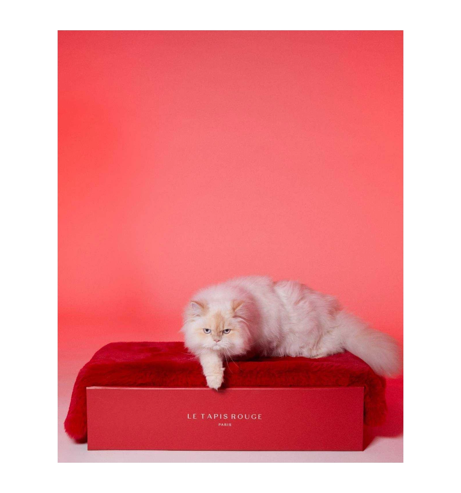 Le Tapis Rouge Le Tapis Paris