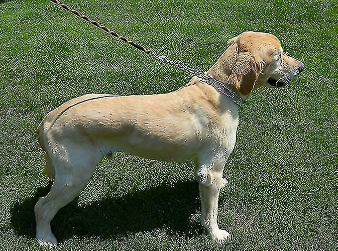 Unbranded Métal Fer Chien Collier Amovible Stimulant Chien Dressage Chaîne Collier Collier Pet Supplies Collier 1pcs Argent – Image 2