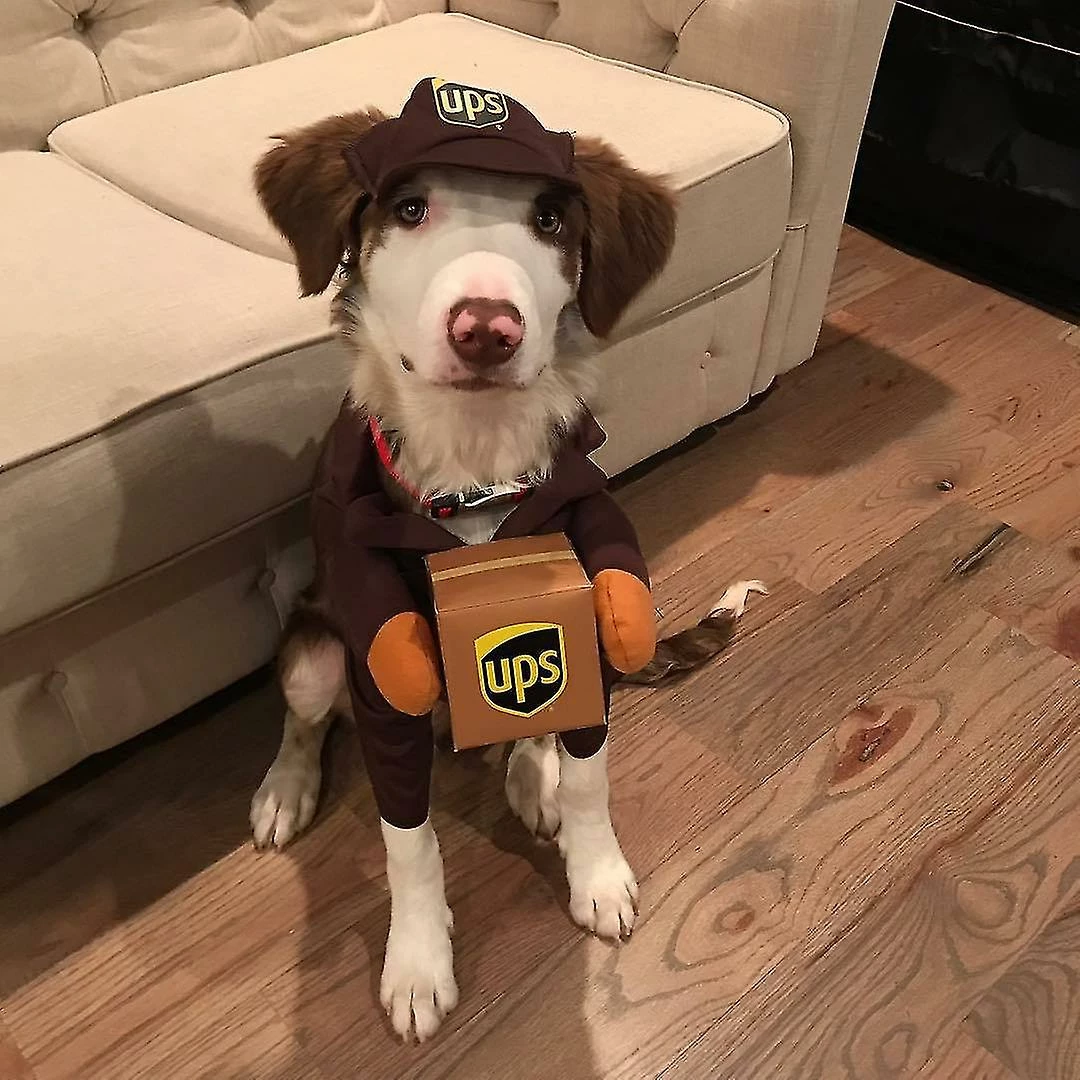 Unbranded Pet Ups Pal Costume De Chien, Drôle De Vêtements Express Chien De Compagnie Vêtements De Chat Petits, Moyens Et Grands Fournitures Pour Chiens Automne Et Hiver (1 Paquet, L)