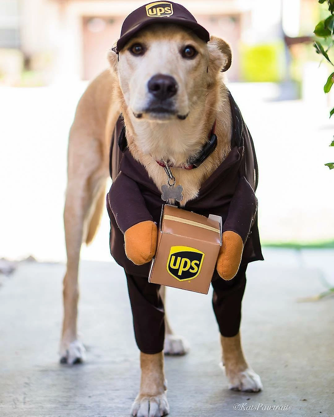 Unbranded Pet Ups Pal Costume De Chien, Drôle De Vêtements Express Chien De Compagnie Vêtements De Chat Petits, Moyens Et Grands Fournitures Pour Chiens Automne Et Hiver (1 Paquet, L) – Image 3