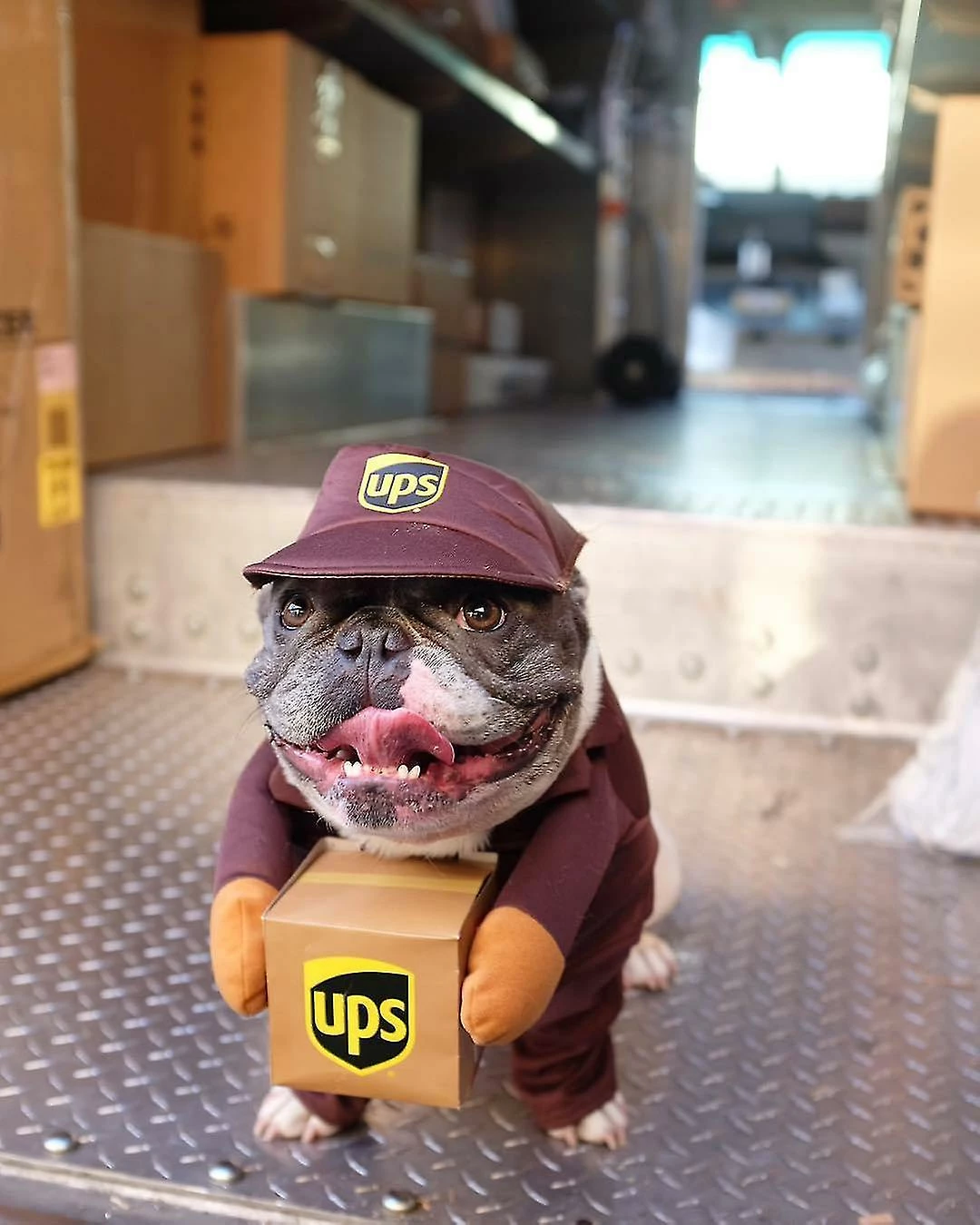 Unbranded Pet Ups Pal Costume De Chien, Drôle De Vêtements Express Chien De Compagnie Vêtements De Chat Petits, Moyens Et Grands Fournitures Pour Chiens Automne Et Hiver (1 Paquet, L) – Image 4